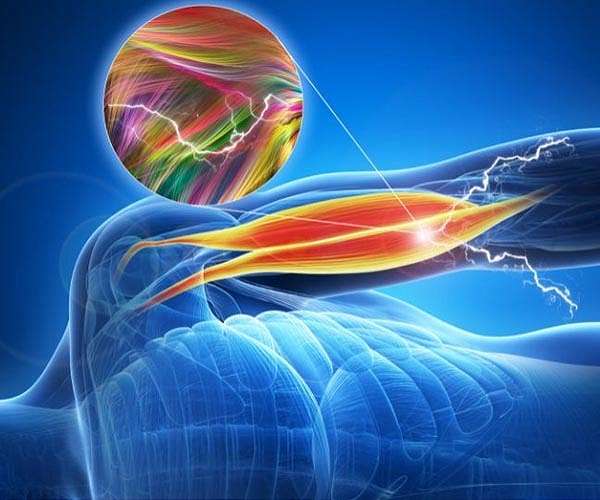 MIT scientists learn how to control muscles with light
