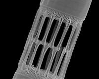 Ascension of marine diatoms linked to continental weathering