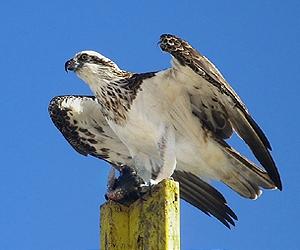 High-Resolution Imaging Expands Vision Research Of Live Birds Of Prey