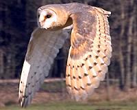 Silent flights: How owls could help make wind turbines and planes quieter
