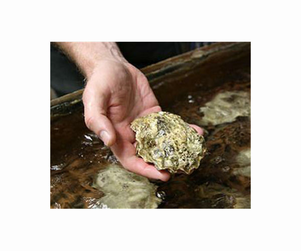 Hatchery reviving Britain's near-extinct local oysters