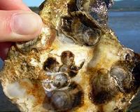 Did ocean acidification cause marine mollusc extinction