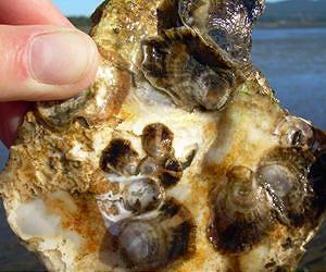 Ocean acidification: Hard to digest