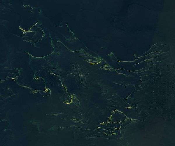 A Spectacular Display: The Seasonal Radiance of the North Sea