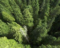 Climate change could 'fundamentally alter' US forests