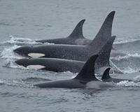 Chemicals threaten Europe's killer whales with extinction