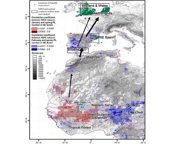 Butterflies cross the Sahara in longest-known insect migration