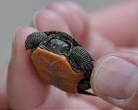 Tracking turtles through time