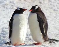 Rise and fall of prehistoric penguin populations charted