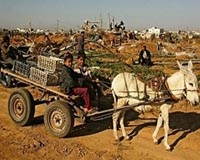Donkeys at dawn: a rubbish job in the Algiers Kasbah