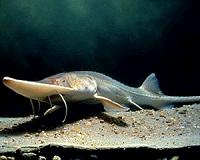 Culprit identified in decline of endangered Missouri River pallid sturgeon
