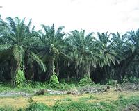 SE Asia palm oil problems could hit consumers worldwide