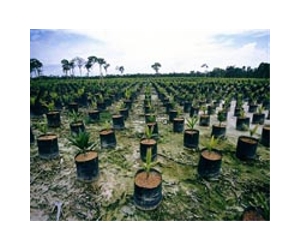 Environmental hangover from Indonesia's palm oil thirst