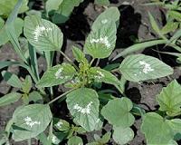 Palmer amaranth could affect Illinois soybean yield