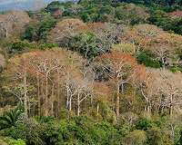 Diverse tropical forests grow fast despite widespread phosphorus limitation