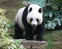 Canada zoo to send pandas home after bamboo shortage