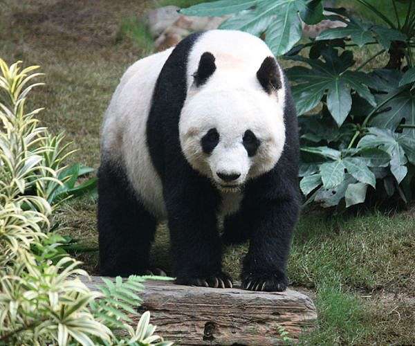 Thailand's Panda on loan from China dies aged 21; Ailing Pakistan elephant collapses