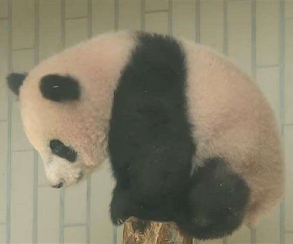 China marks Hong Kong handover anniversary with panda gift