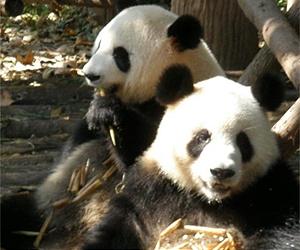 Giant panda pair headed for Tokyo zoo