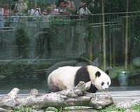 China Kicks Off High-Tech Project To Spy On Pandas' Sex Lives