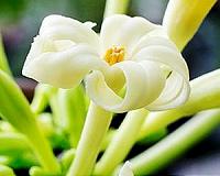 Cultivated papaya owes a lot to the ancient Maya