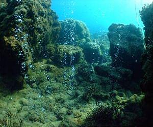 Tiny bubbles signal severe impacts to coral reefs worldwide