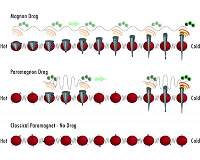 Paramagnetic spins take electrons for a ride, produce electricity from heat