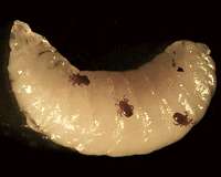 What's the buzz on bee parasites?