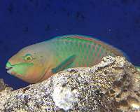 As fins evolve to help fish swim, so does the nervous system