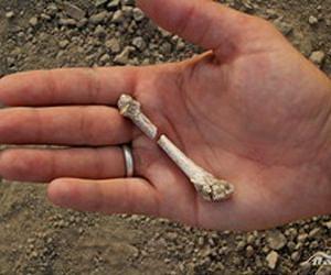 Newly Discovered Foot Points to a New Kid on the Hominin Block