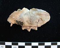 Ancient DNA shows perfect storm felled Ice Age giants