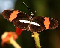 X-ray snapshot of butterfly wings reveals underlying physics of color
