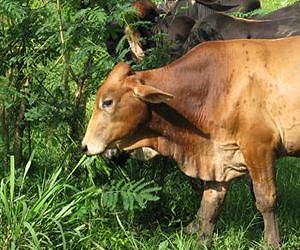Sustainable livestock production is possible