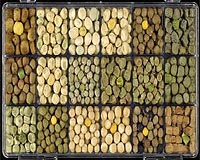 Sowing A Future For Peas