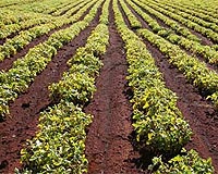 Tillage, Rotation Impacts Peanut Crops
