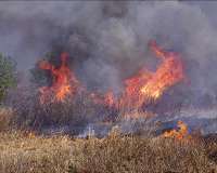 Low-severity fires enhance long-term carbon retention of peatlands