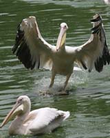 Birds Going Extinct Faster Due To Human Activities