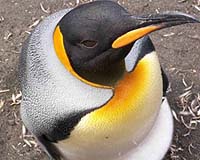 Want To Monitor Climate Change Pick Up A Penguin