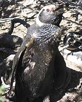 Chronic Oil Pollution Takes Toll On Seabirds Along SAmerican Coast