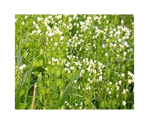 Pennycress Could Go From Nuisance Weed To New Source Of Biofuel