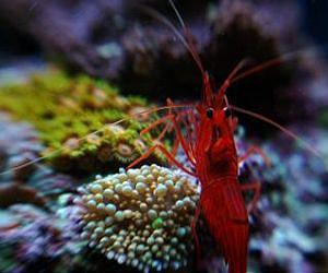 Ancient Environment Drives Marine Diversity