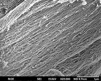 Mussels add muscle to biocompatible fibers