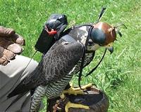 Falcon's attack strategy could inspire new drones: study