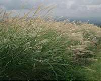 Newly identified gene helps time spring flowering in vital grass crops