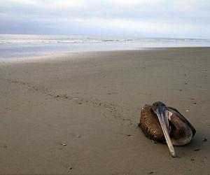 Peru says 5,000 birds, nearly 900 dolphins dead