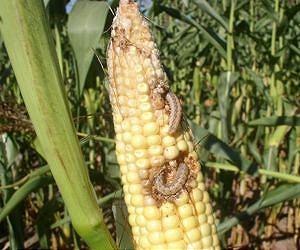Gaps in border controls are related to alien insect invasions in Europe