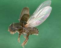 How to manage forest pests in the Anthropocene? Bring theory