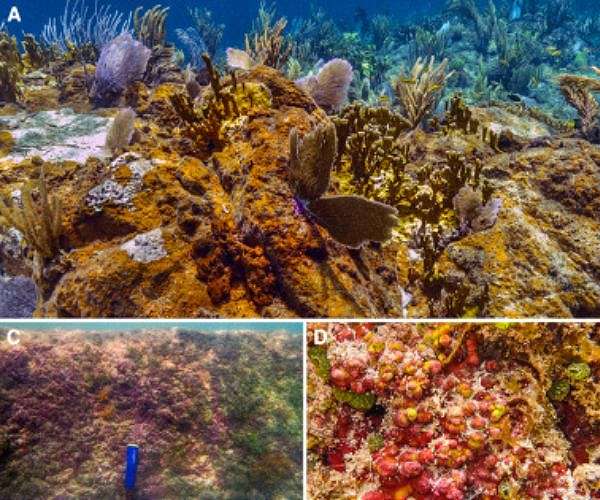 Crust-forming algae are displacing corals in tropical waters worldwide
