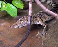 Bangladesh hopes to rekindle passion to save rare crocodiles
