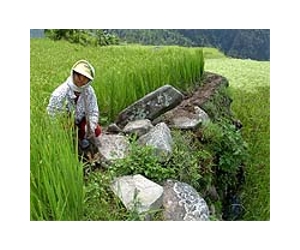 Philippines fears El Nino drought will cut rice yields